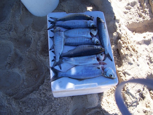  a nice feed down on the beach