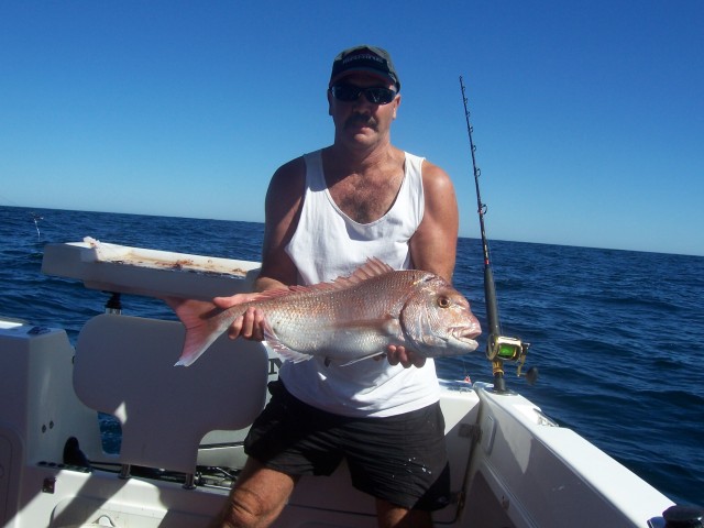 Steves pinksnapper