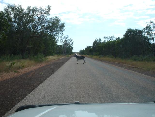 Wild donkey on the Cape Leveque Road Wild donkey on the Cape Leveque Road
