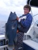 Connor's Blue Groper