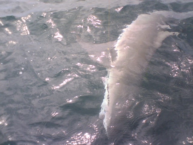 What sort of shark is this? What sort of shark is this?