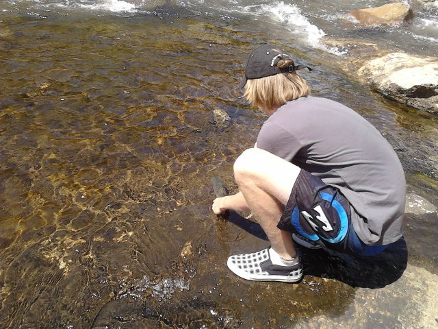 Releasing rainbow trout 