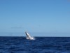 whale watching while fishing