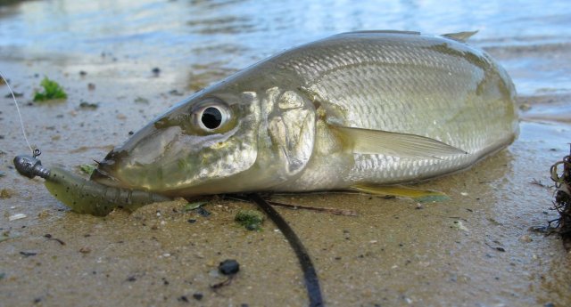 Swan Yellowfin