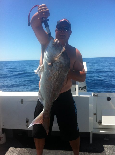 pinky of dampier reef 