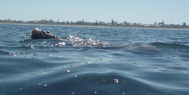 sealions