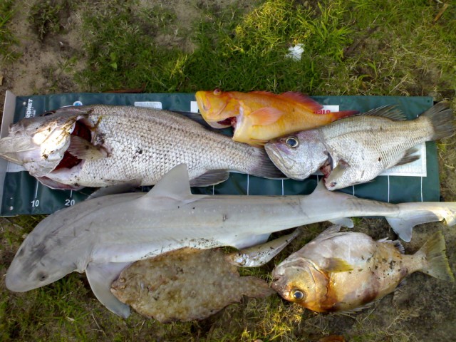 Total catch for the day