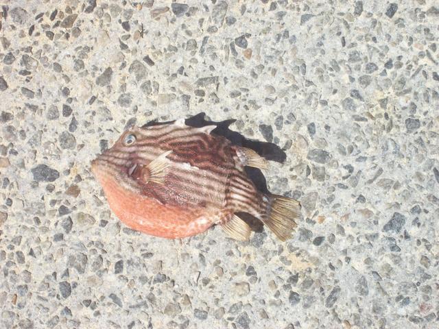 Puffer? Puffer?
