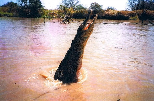 jumping croc