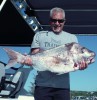 pink snapper