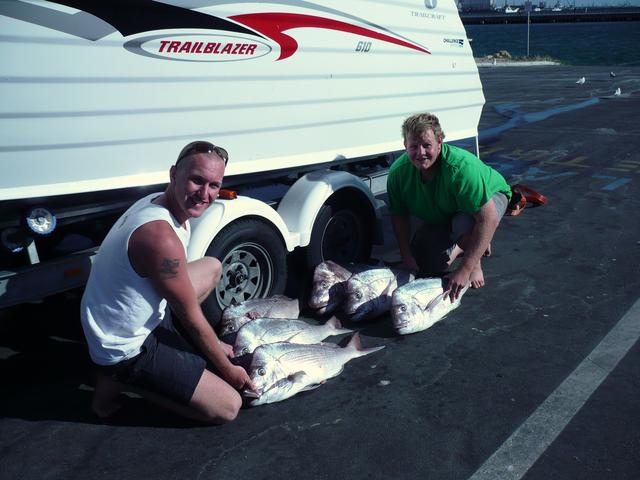 pink snapper of bliksim