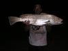 1st of 2 mulloway in 2 weeks