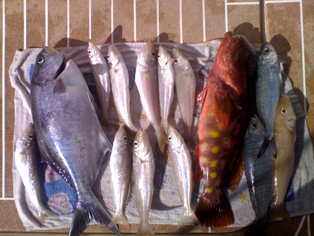 yesterday's catch