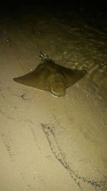 collie river eagle ray