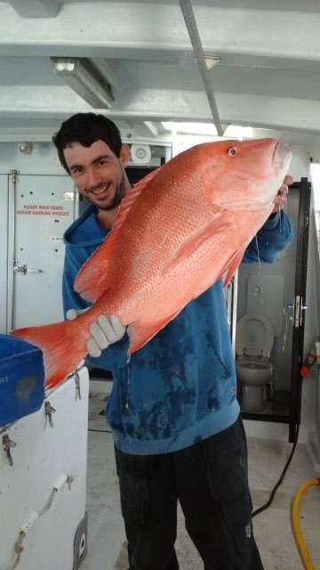 13.5kg Red Emperor