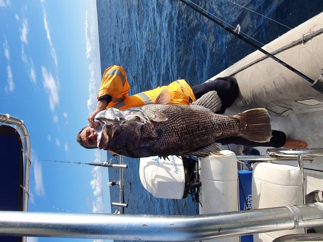 Today's catch out of hillarys