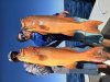 Exxy 2025 Trout