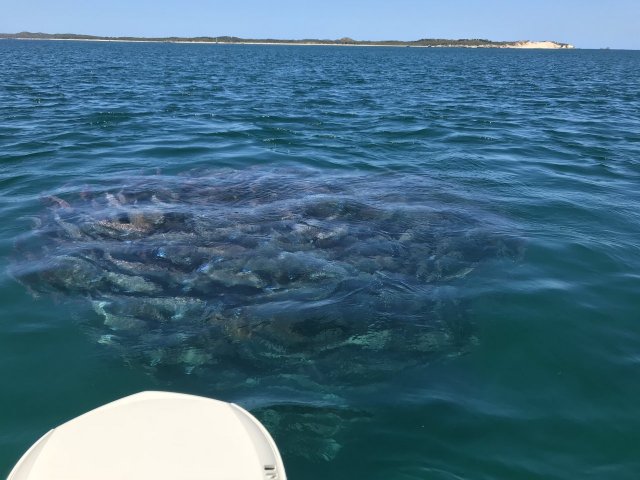 Pinkys in the sound