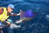 Jay's Rowley Sailfish