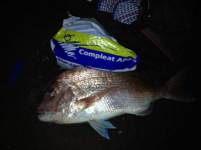 Snapper off the rocks