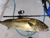 Sambo/amberjack