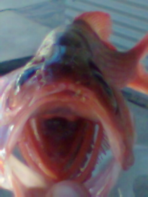 Red snapper