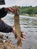 English pike