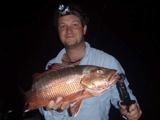 Red Sword mangrove jack