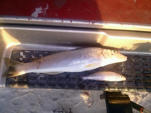 denvers massive whiting