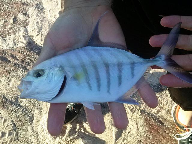 Fish ID from Red Bluff