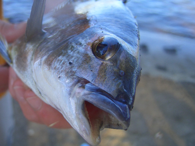 More bream