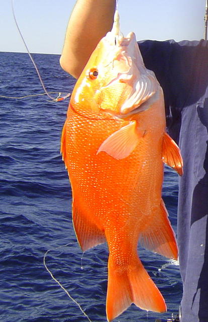 Exmouth Red