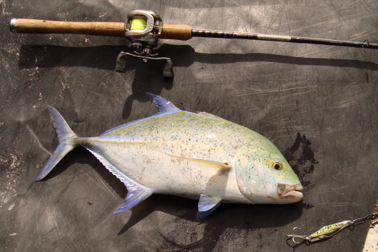 Cocos Bluefin Trevally