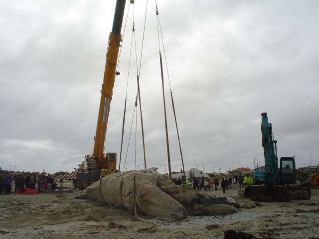 whale at Hillarys