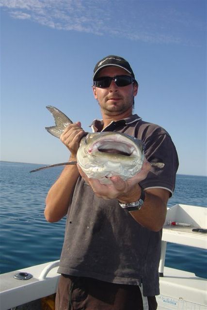 adams cobia