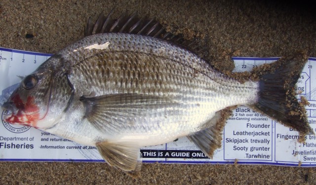 Todays Bream 27cm - Garratt Road Bridge 