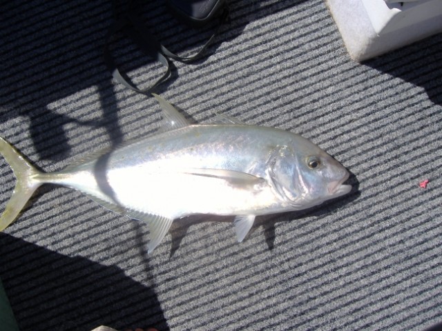 Gold Spotted Trevally 8/4/07