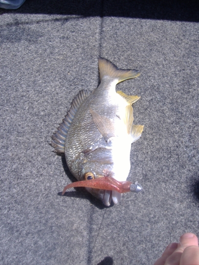 Yellowfin Bream on Snapback