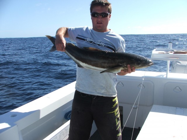 cobia