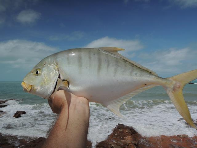 Fish Id Trevally family