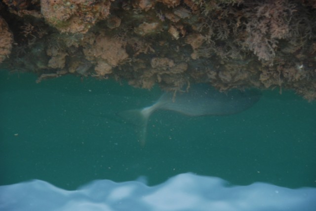 Trevors and bream coming out from under the floating jetty Marina Exmouth Sept 08