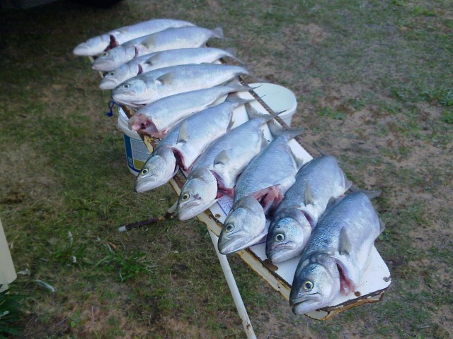 nice afternoons fishing