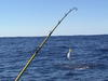 Dolphinfish Jumping