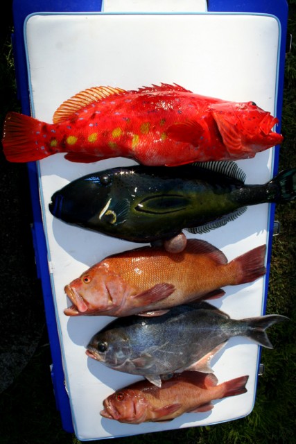 Colourful Mixed bag