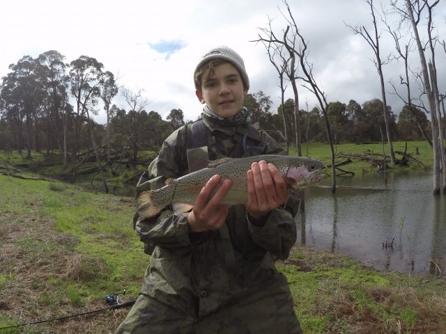 Harvey Rainbow Trout