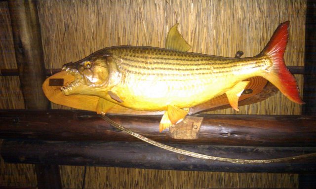 tiger fish