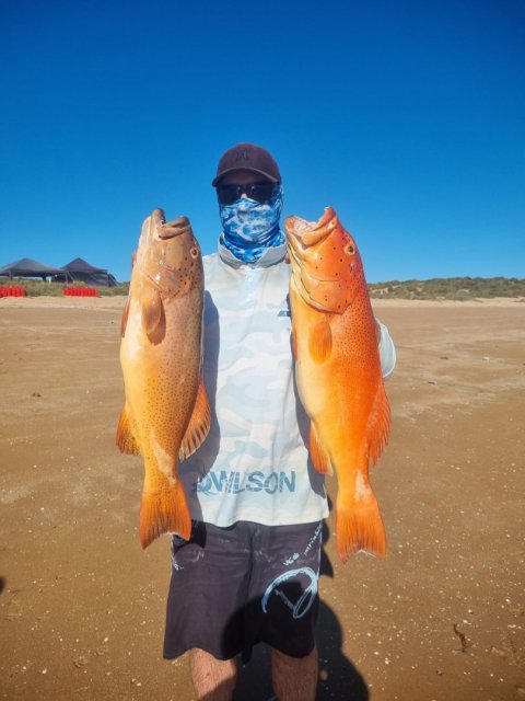 Monties 