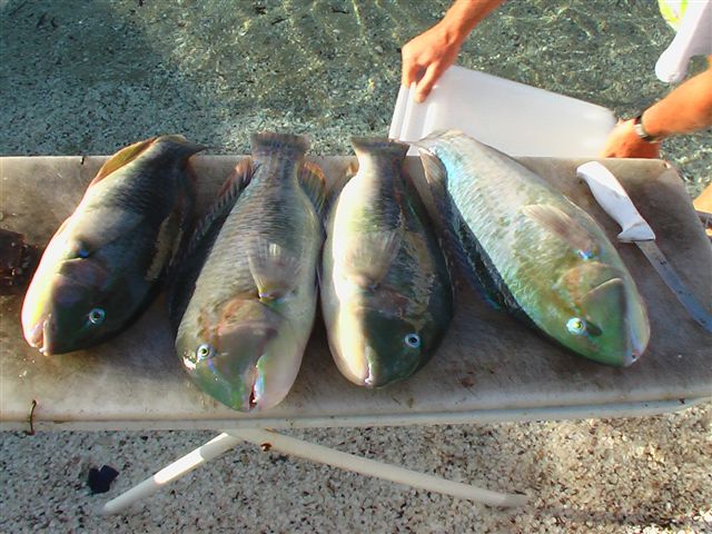 Lee and Tony's Shark Bay trip 3