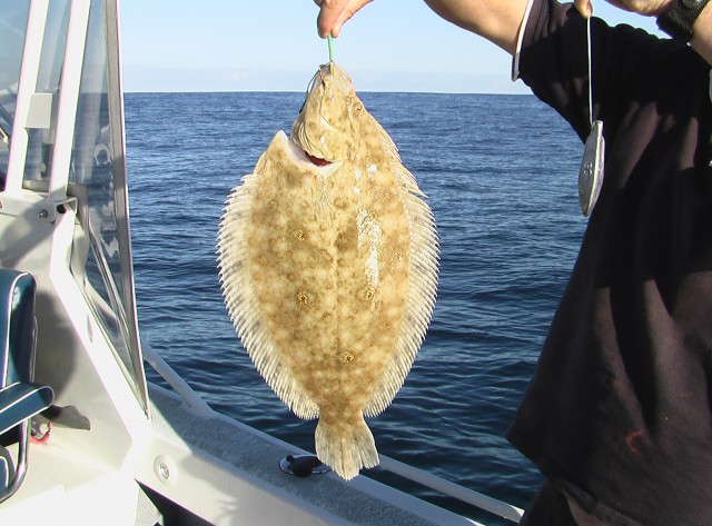 Flounder 2