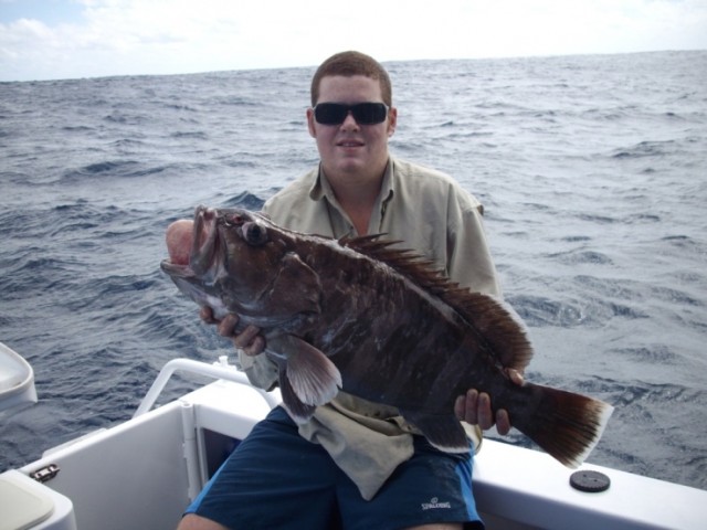 Sam's Grey Banded Cod